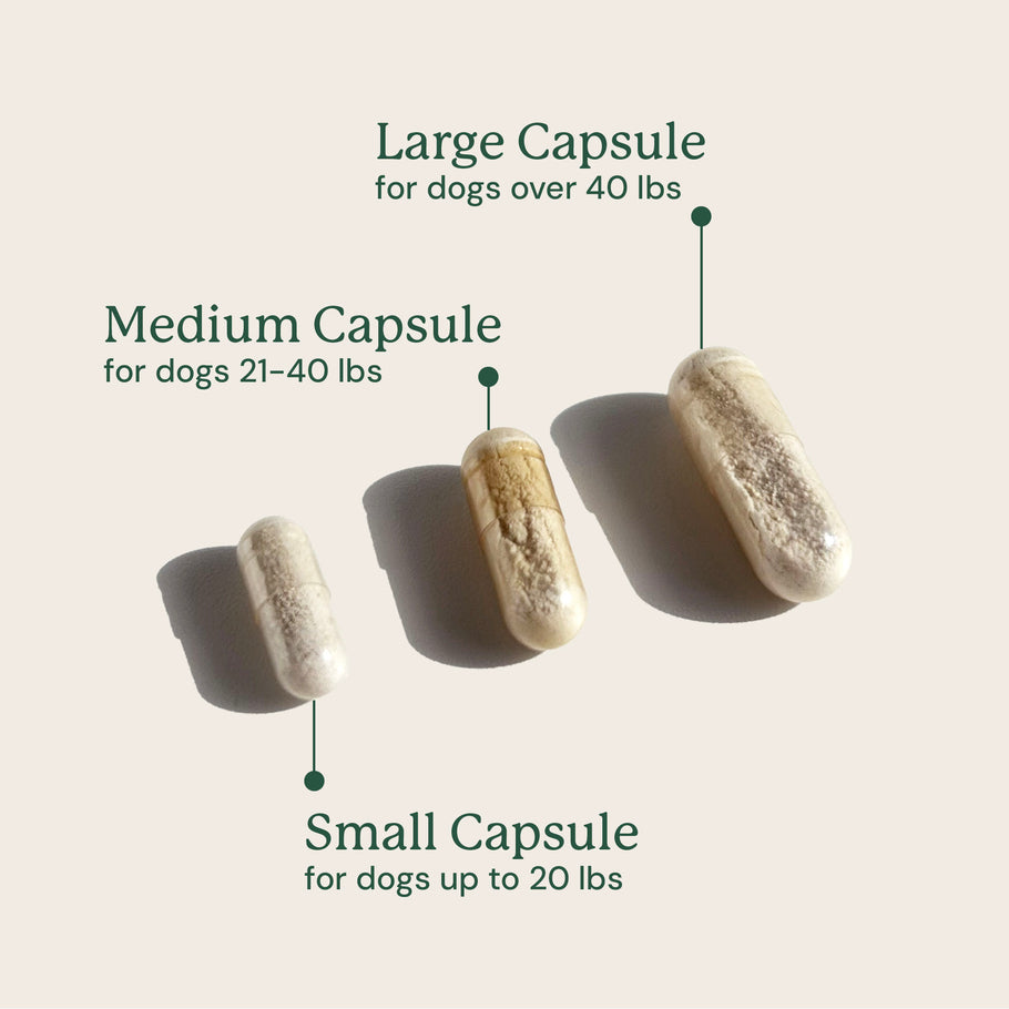 Gut Maintain for Dogs