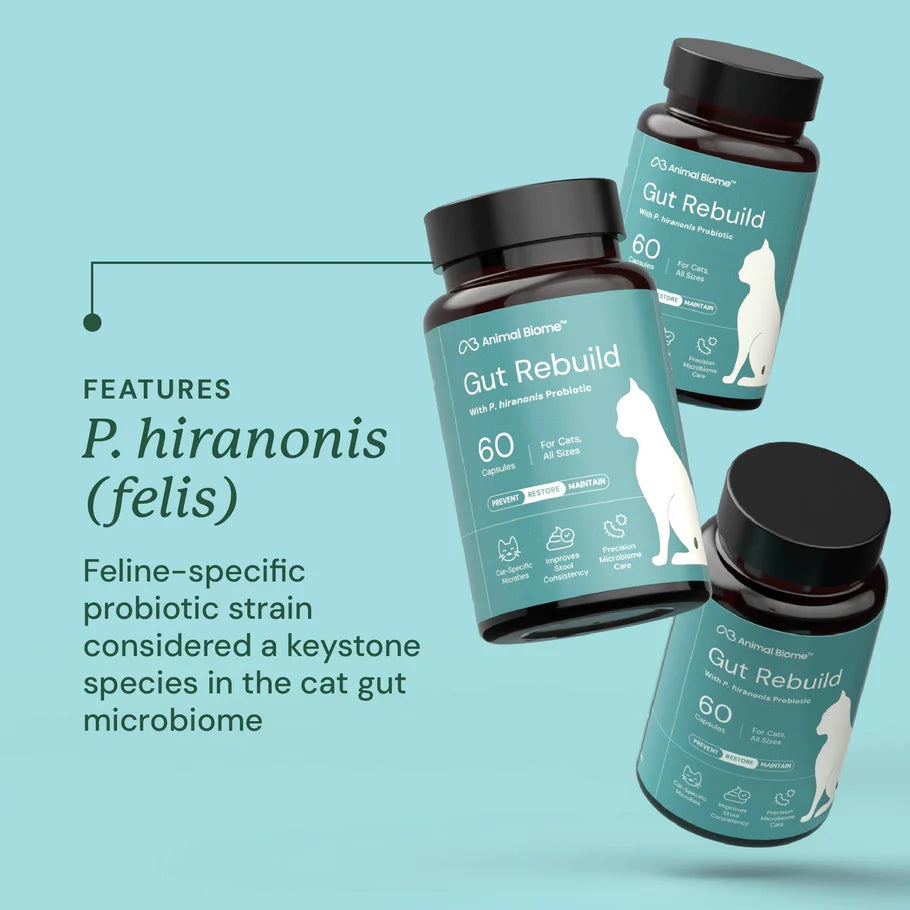 Gut Rebuild for Cats