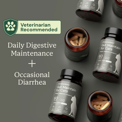 Gut Maintain for Cats